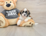 5 week old Havashu Puppy For Sale - Windy City Pups