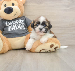 5 week old Havashu Puppy For Sale - Windy City Pups