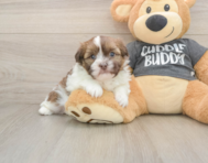 5 week old Havashu Puppy For Sale - Windy City Pups