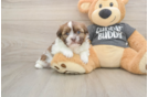 Havashu Puppy for Adoption
