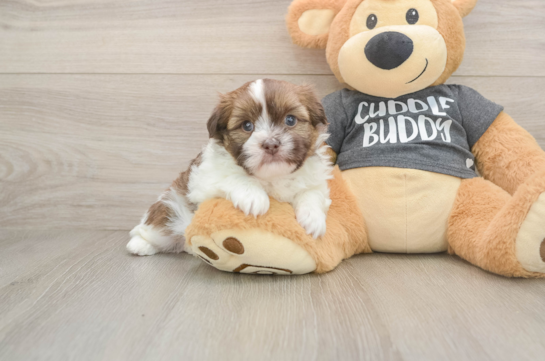 Havashu Puppy for Adoption