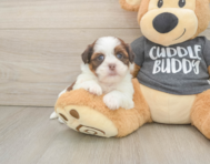 5 week old Havashu Puppy For Sale - Windy City Pups