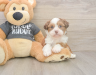 5 week old Havashu Puppy For Sale - Windy City Pups