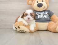 5 week old Havashu Puppy For Sale - Windy City Pups