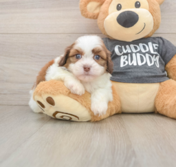 5 week old Havashu Puppy For Sale - Windy City Pups