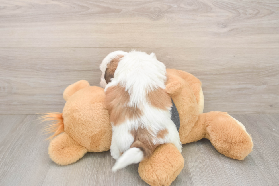 Energetic Havanese Shih Tzu Mix Designer Puppy