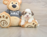 5 week old Havashu Puppy For Sale - Windy City Pups