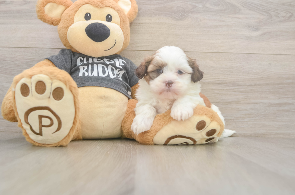 5 week old Havashu Puppy For Sale - Windy City Pups