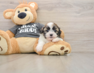 5 week old Havashu Puppy For Sale - Windy City Pups