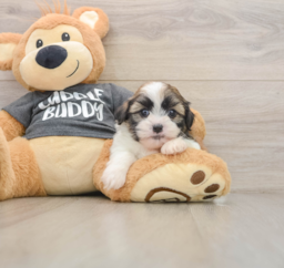 5 week old Havashu Puppy For Sale - Windy City Pups