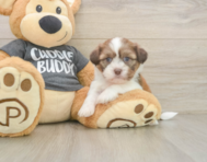 5 week old Havashu Puppy For Sale - Windy City Pups