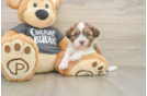 Popular Havashu Designer Pup