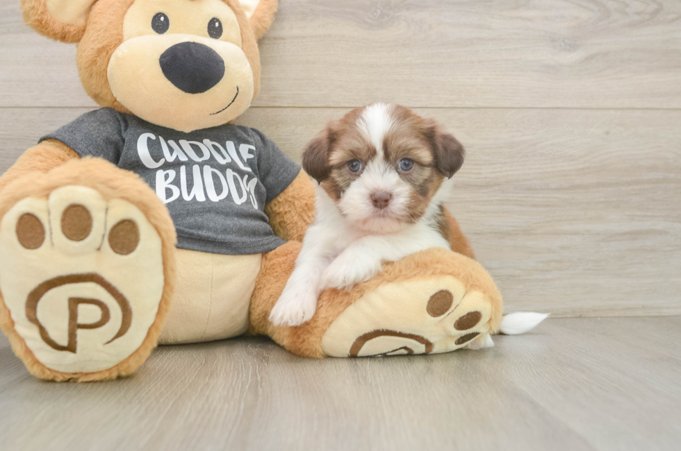 5 week old Havashu Puppy For Sale - Windy City Pups
