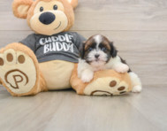 5 week old Havashu Puppy For Sale - Windy City Pups