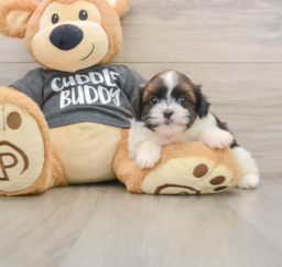 5 week old Havashu Puppy For Sale - Windy City Pups