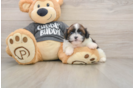 Havashu Pup Being Cute