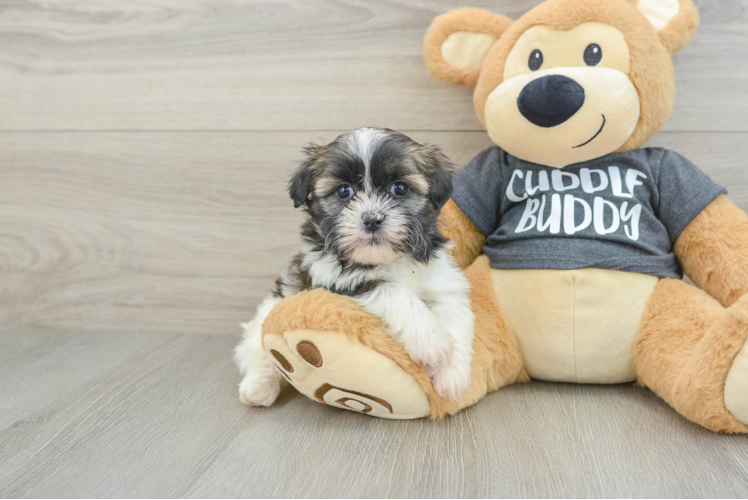 Havashu Puppy for Adoption