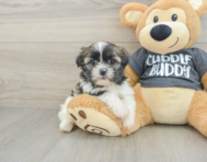 5 week old Havashu Puppy For Sale - Windy City Pups