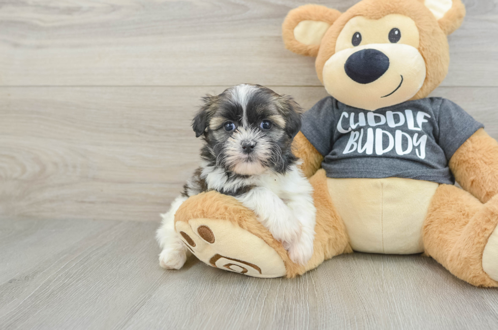 5 week old Havashu Puppy For Sale - Windy City Pups