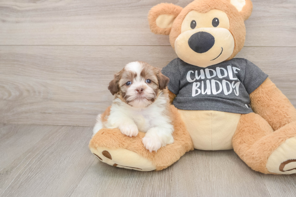 Little Havanese Shih Tzu Mix Designer Puppy