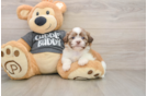 Hypoallergenic Havanese Shih Tzu Mix Designer Puppy
