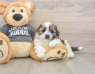 5 week old Havashu Puppy For Sale - Windy City Pups