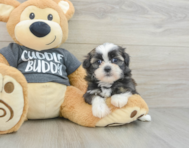 5 week old Havashu Puppy For Sale - Windy City Pups