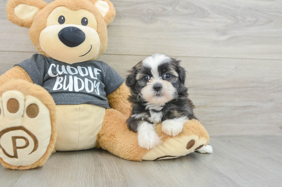 7 week old Havashu Puppy For Sale - Windy City Pups