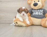 5 week old Havashu Puppy For Sale - Windy City Pups