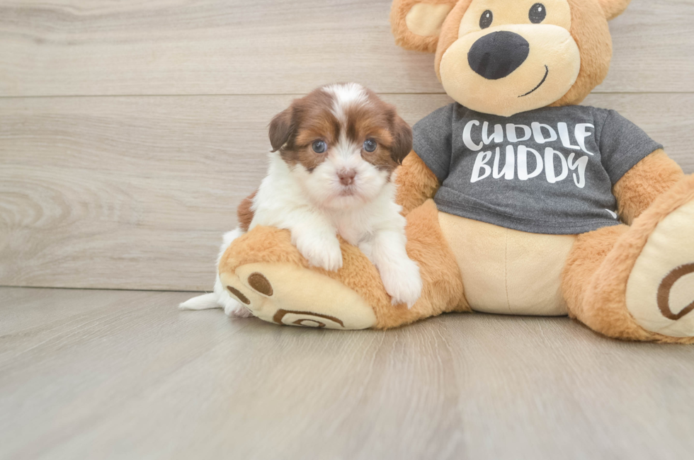 5 week old Havashu Puppy For Sale - Windy City Pups