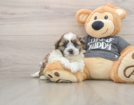 5 week old Havashu Puppy For Sale - Windy City Pups