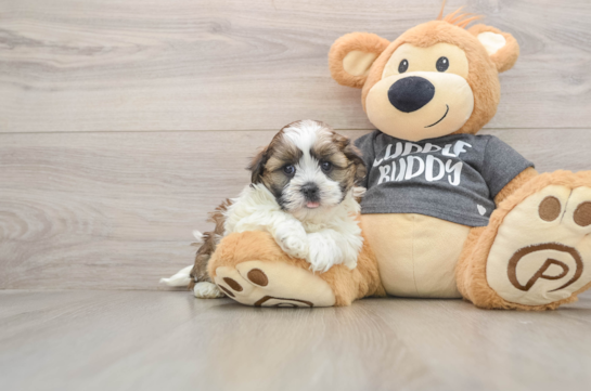 Funny Havashu Designer Pup