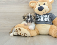 5 week old Havashu Puppy For Sale - Windy City Pups