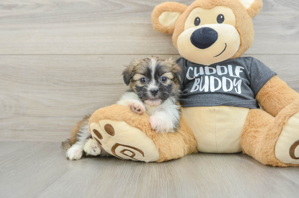 5 week old Havashu Puppy For Sale - Windy City Pups