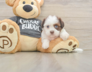 5 week old Havashu Puppy For Sale - Windy City Pups