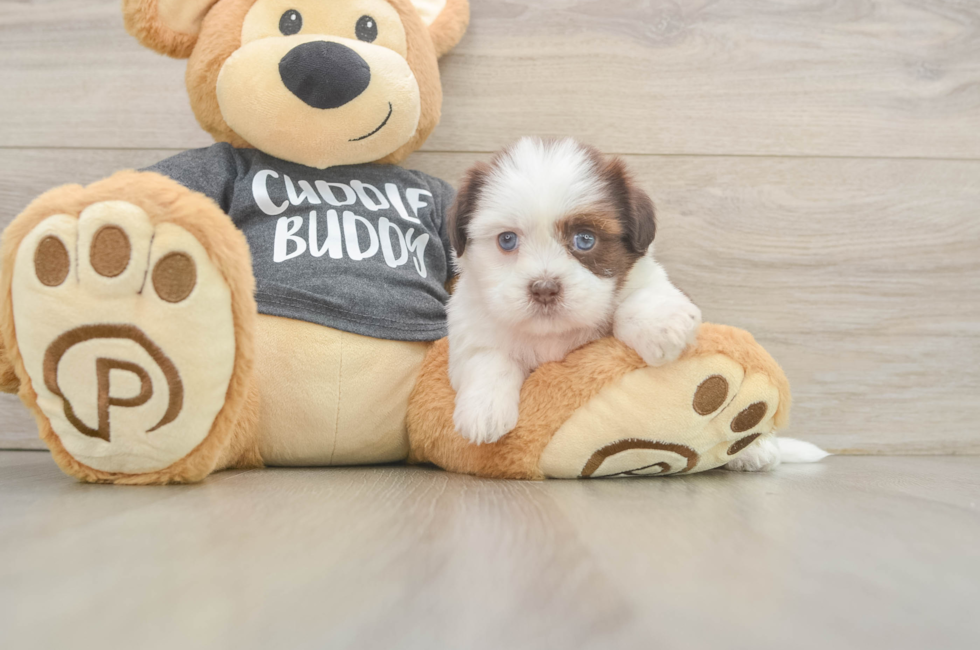 5 week old Havashu Puppy For Sale - Windy City Pups