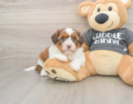 5 week old Havashu Puppy For Sale - Windy City Pups