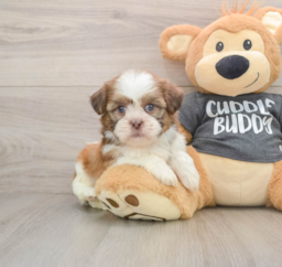 5 week old Havashu Puppy For Sale - Windy City Pups