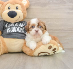 5 week old Havashu Puppy For Sale - Windy City Pups