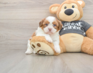 5 week old Havashu Puppy For Sale - Windy City Pups