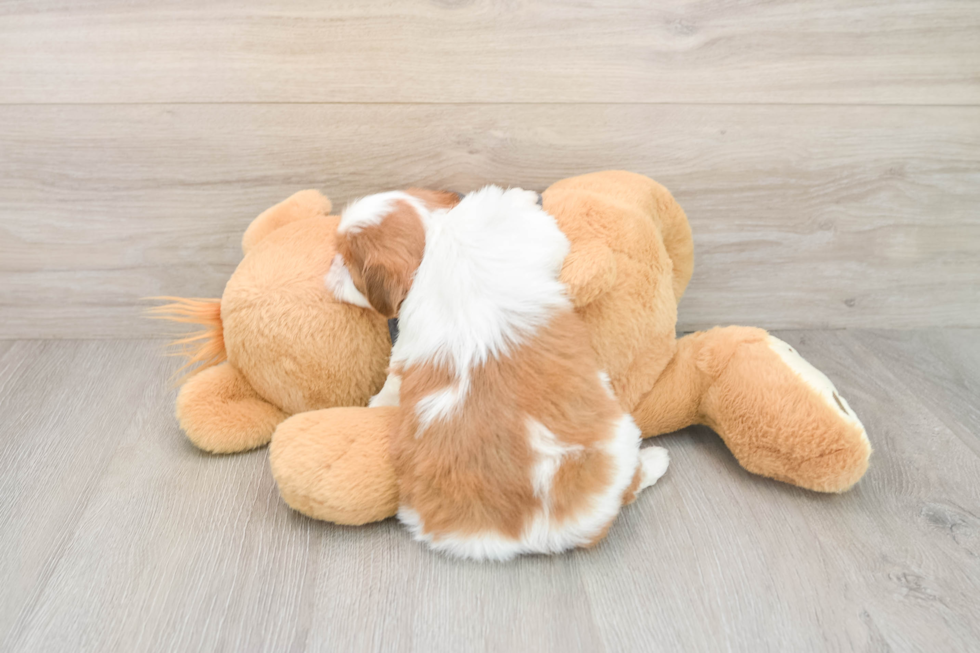 Smart Havashu Designer Pup
