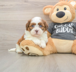 5 week old Havashu Puppy For Sale - Windy City Pups