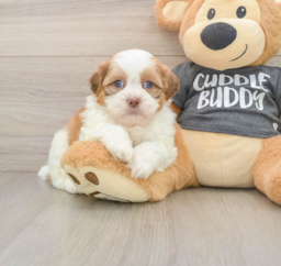 5 week old Havashu Puppy For Sale - Windy City Pups