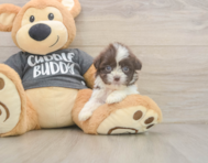 8 week old Havashu Puppy For Sale - Windy City Pups