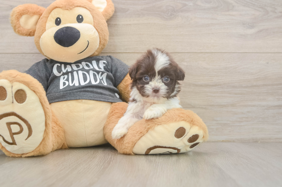 8 week old Havashu Puppy For Sale - Windy City Pups