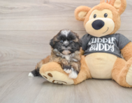 5 week old Havashu Puppy For Sale - Windy City Pups