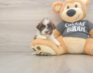 8 week old Havashu Puppy For Sale - Windy City Pups