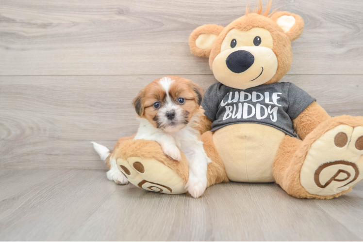 Havashu Pup Being Cute