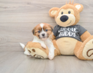 5 week old Havashu Puppy For Sale - Windy City Pups