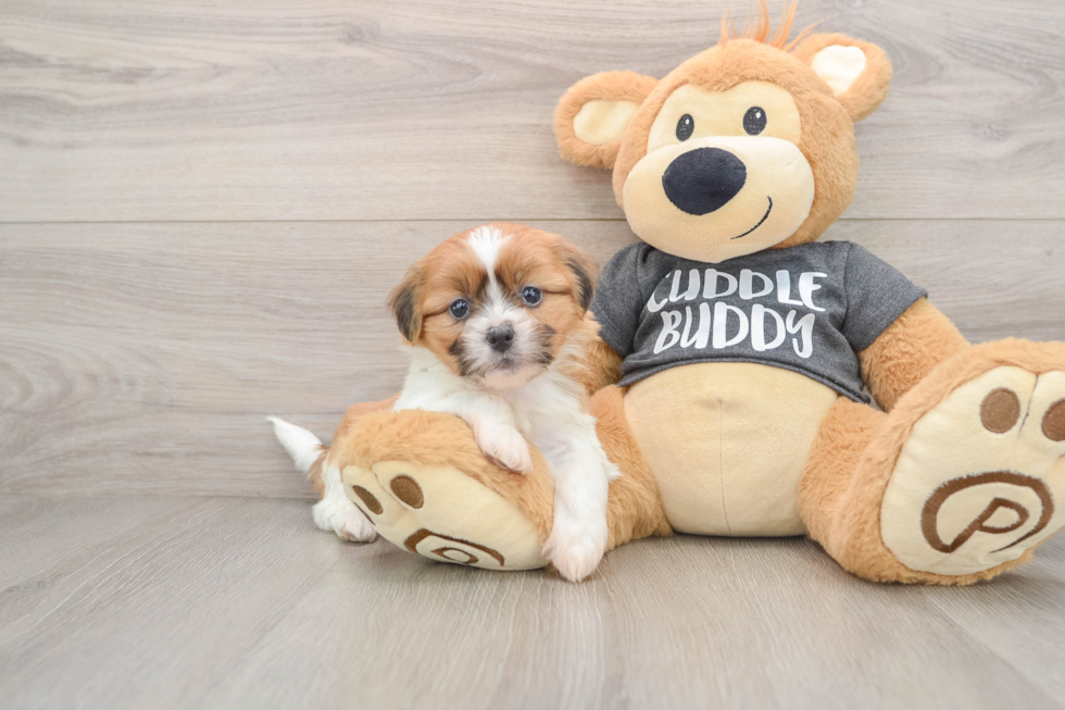 Havashu Pup Being Cute